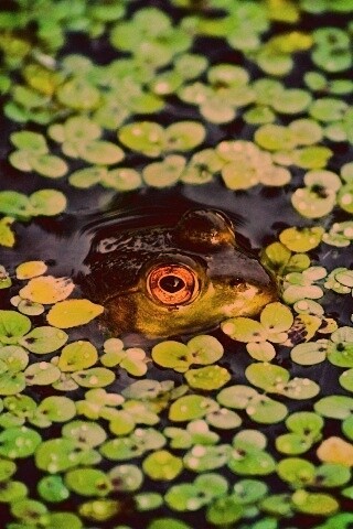 Маленькая лягушка обои