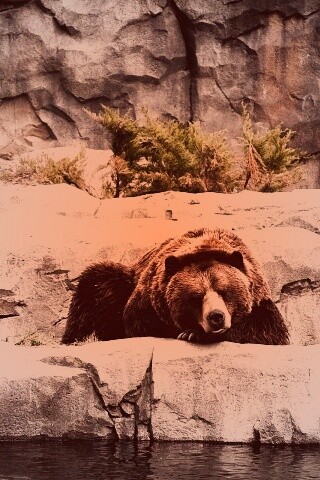 Медведь обои