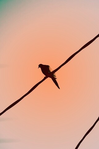 Птица на проводе обои