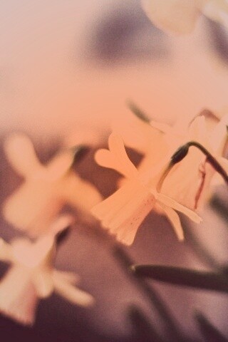 Нарциссы обои