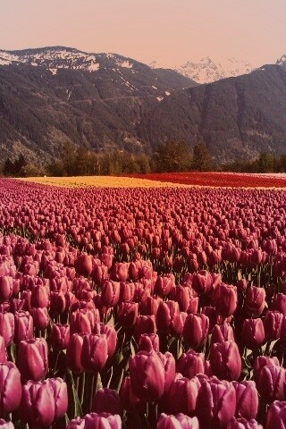 Поле тюльпанов обои