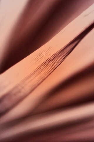 Сухое растение обои