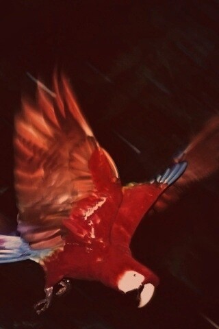 Рисованный ара обои