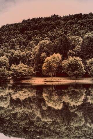 Лесной берег обои