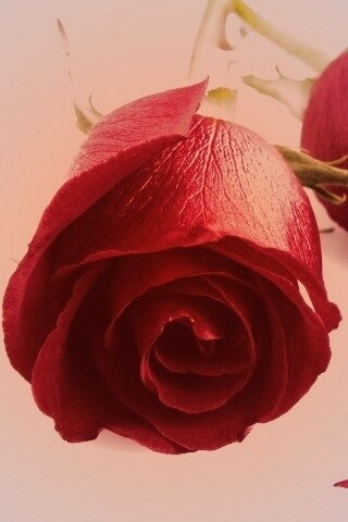 Две красные розы обои