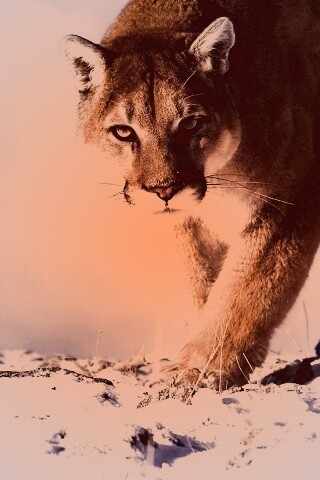 Пума с грозным взглядом обои