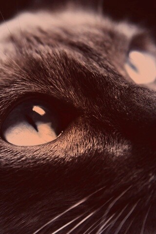 Кот с голубыми глазами обои