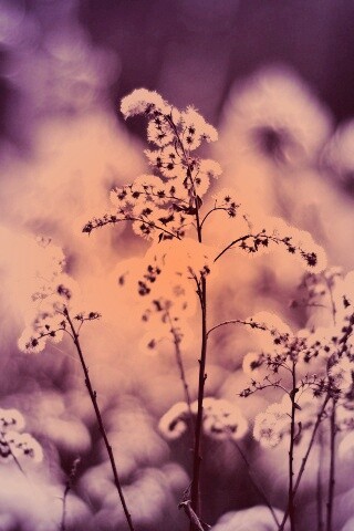 Сиреневые цветы обои