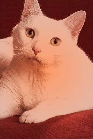 Белой кот на красном диване обои