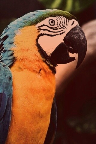 Разноцветынй попугай обои