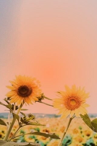 Подсолнухи не смотрят на солнце обои