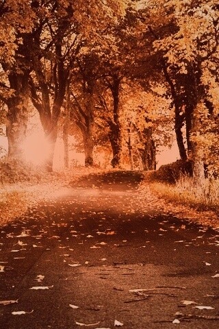 Дорога в осеннем парке обои