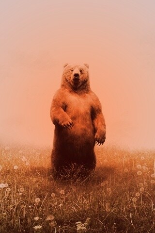 Медведь в одуванчиковом поле обои