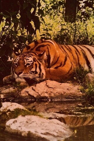 Тигр отдыхает обои