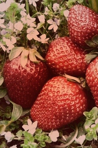 Клубника обои