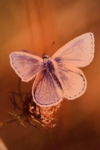 Бабочка с фиолетовыми крыльями обои