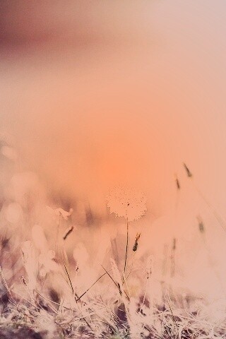 Летняя трава обои