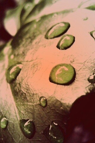 Капли росы на листе обои