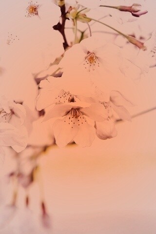 Цветение вишни обои