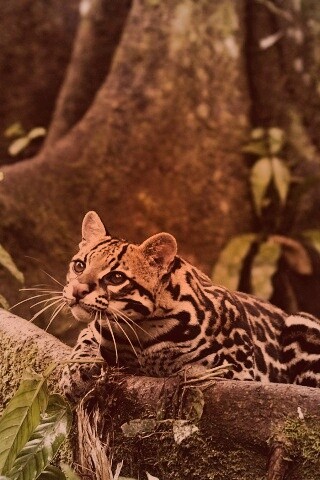 Оцелот обои