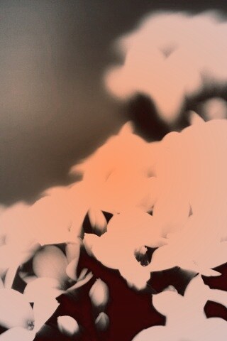 Белоснежные цветочки обои