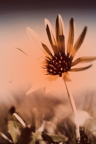 Летний цветок на солнце обои