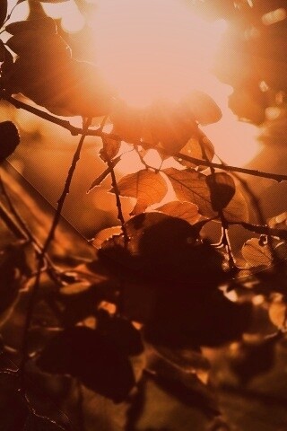 Солнце пробивается сквозь листву обои