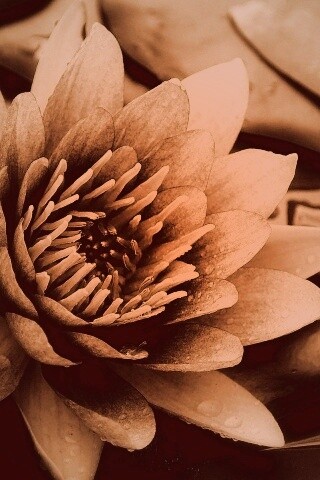 Кувшинка обои