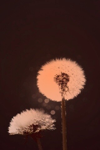 Два одуванчика обои