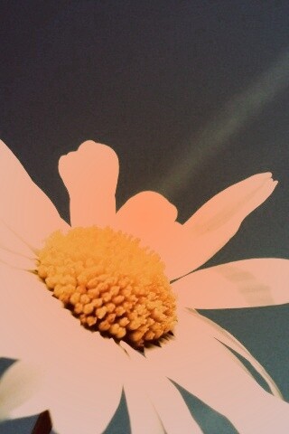 Ромашка на фоне синего неба обои