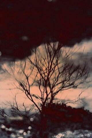 Голые деревья обои