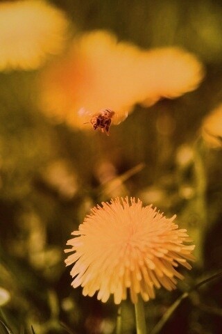 Пчёлка пролетает над одуванчиками обои