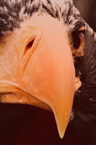 Орёл - птица гордая обои