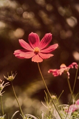 Белые и розовые цветочки обои