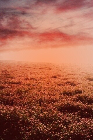 Закатное небо над цветочным полем обои