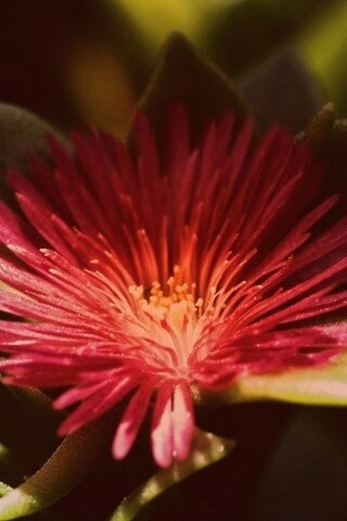 Чудесный цветок обои