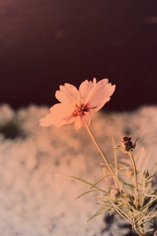 Полевой цветок обои