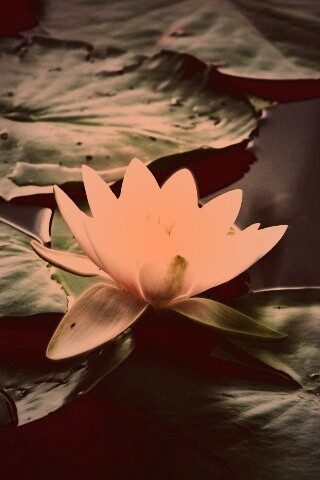 Кувшинка обои