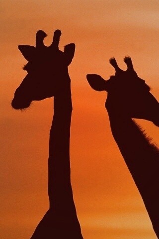 Три силуэта жирафов на фоне неба обои