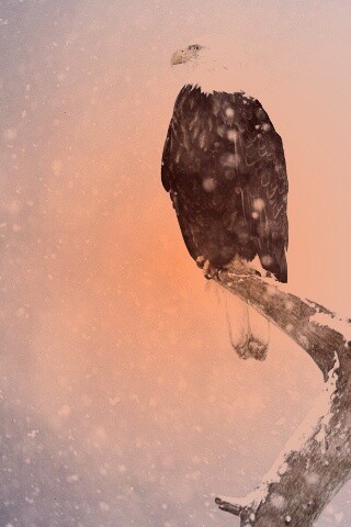 Орлы на ветке в снегопад обои