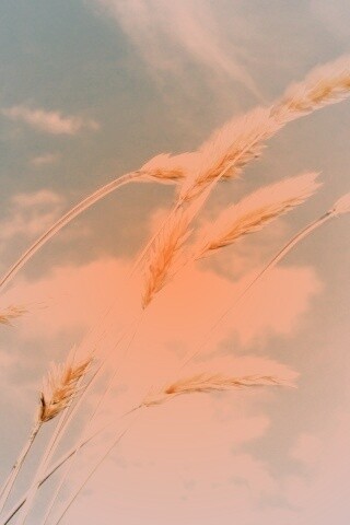 Колосья обои