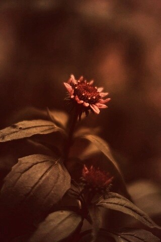 Фотография цветка обои