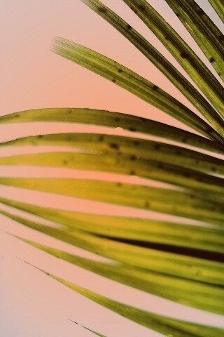 Солнце просвечивает сквозь пальмовый лист обои