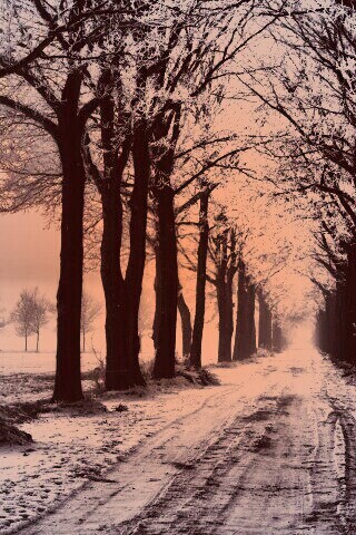 Морозное утро обои