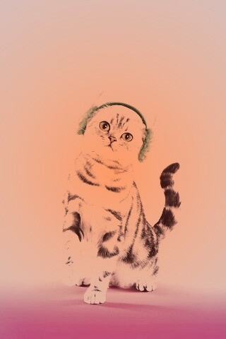 Кот в зеленых наушниках обои