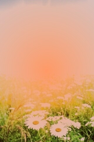 Поле ромашек обои