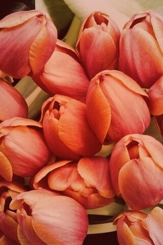 Букет красных тюльпанов обои