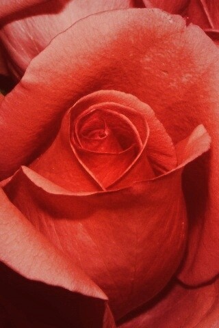 Бутон розы обои