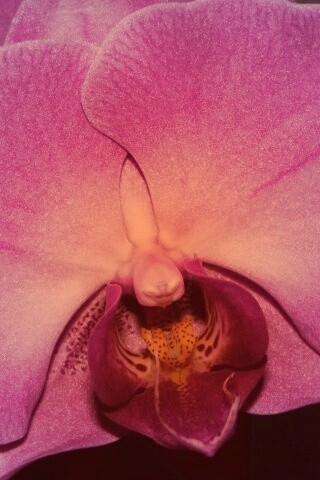 Фиолетовая орхидея обои