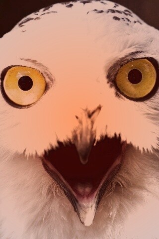 Сова в шоке! обои